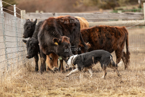 Herding Dog Working Cattle 188088