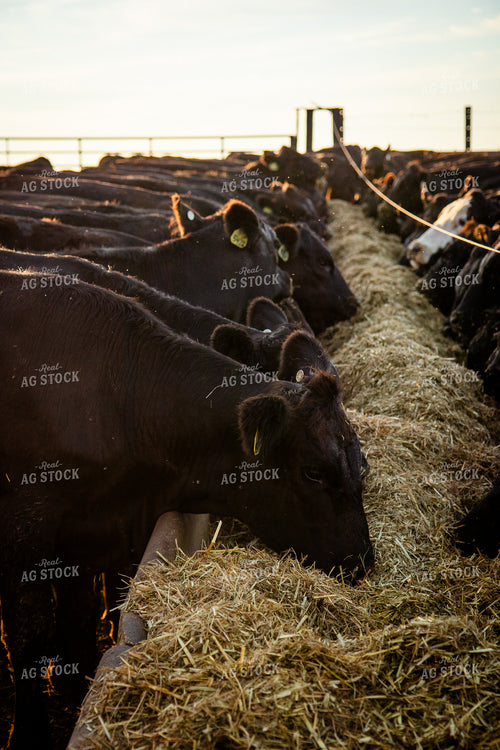 Feeding Cattle 268384