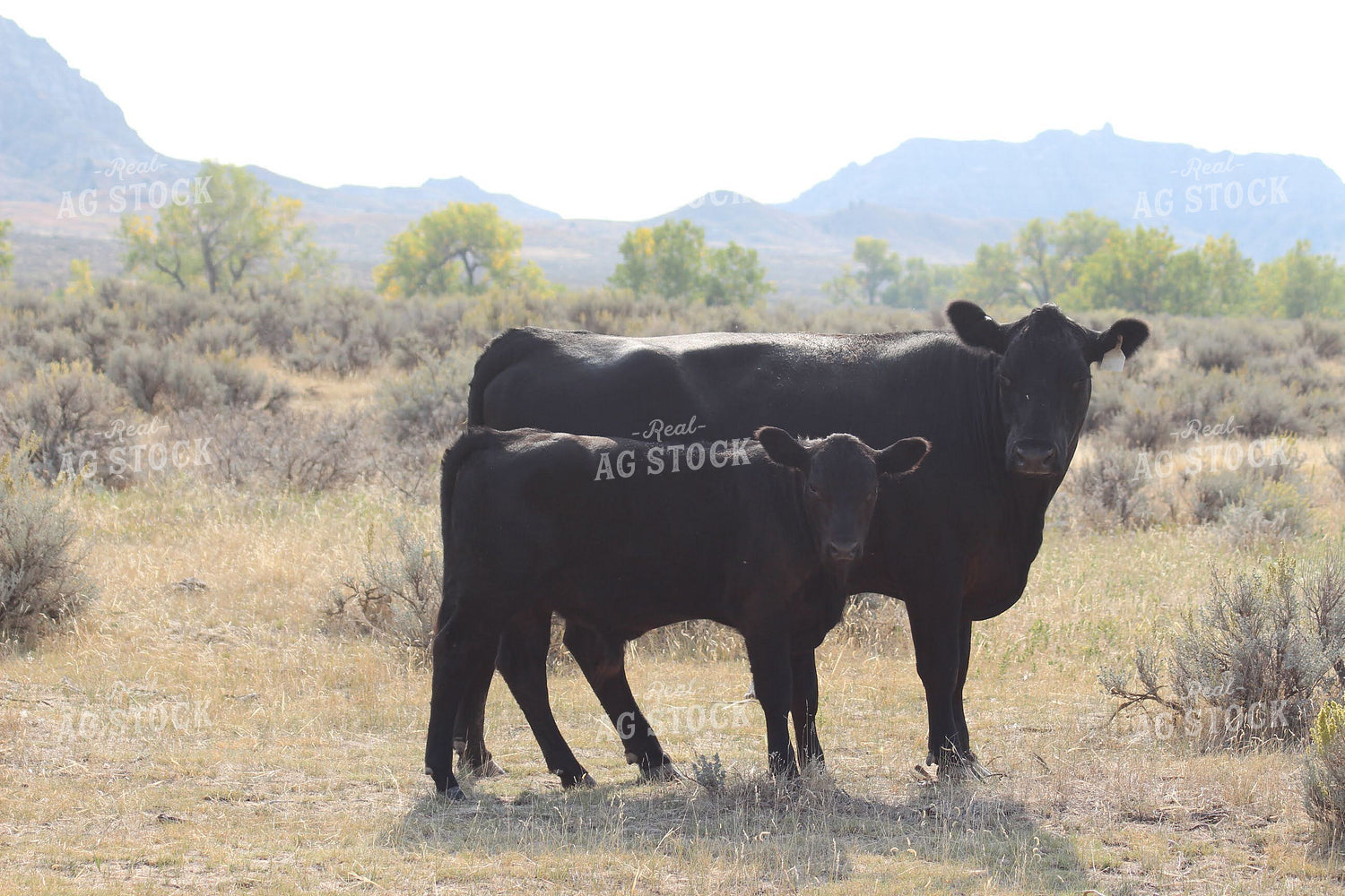Angus Cow and Calf in Pasture 63012