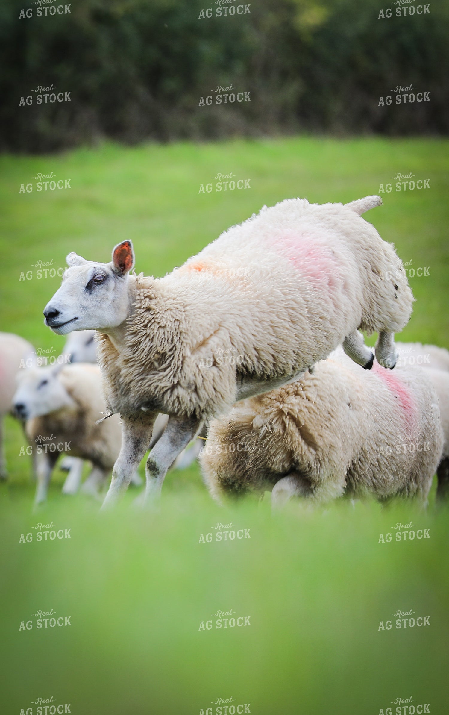 Sheep Running in Pasture 121018
