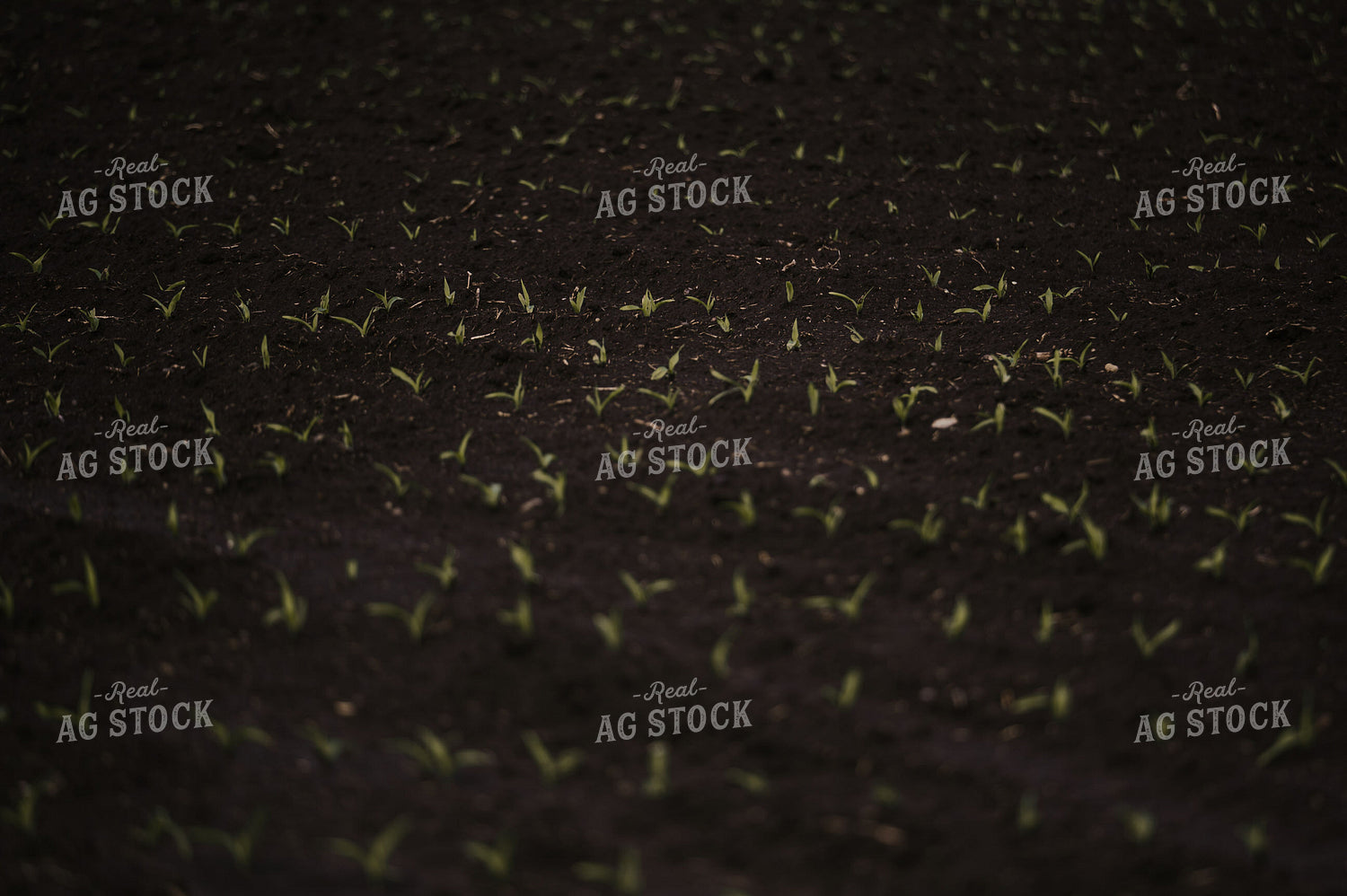 Early Growth Corn 185146