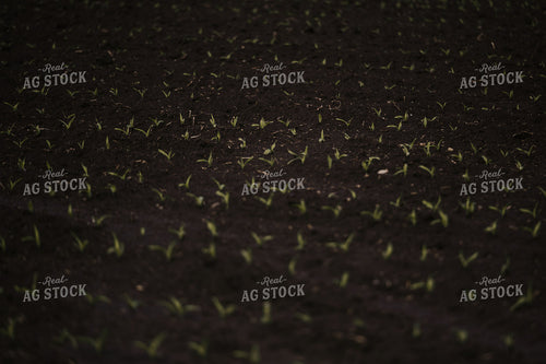 Early Growth Corn 185146