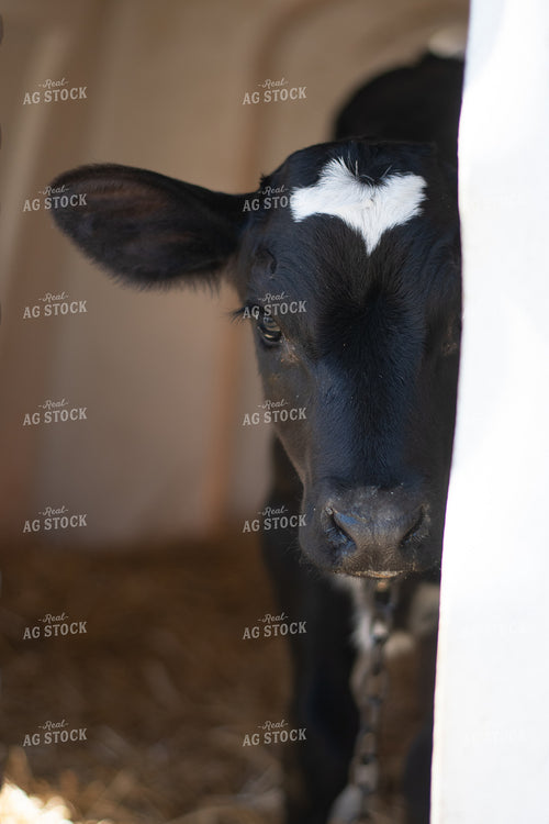 Calf 50466