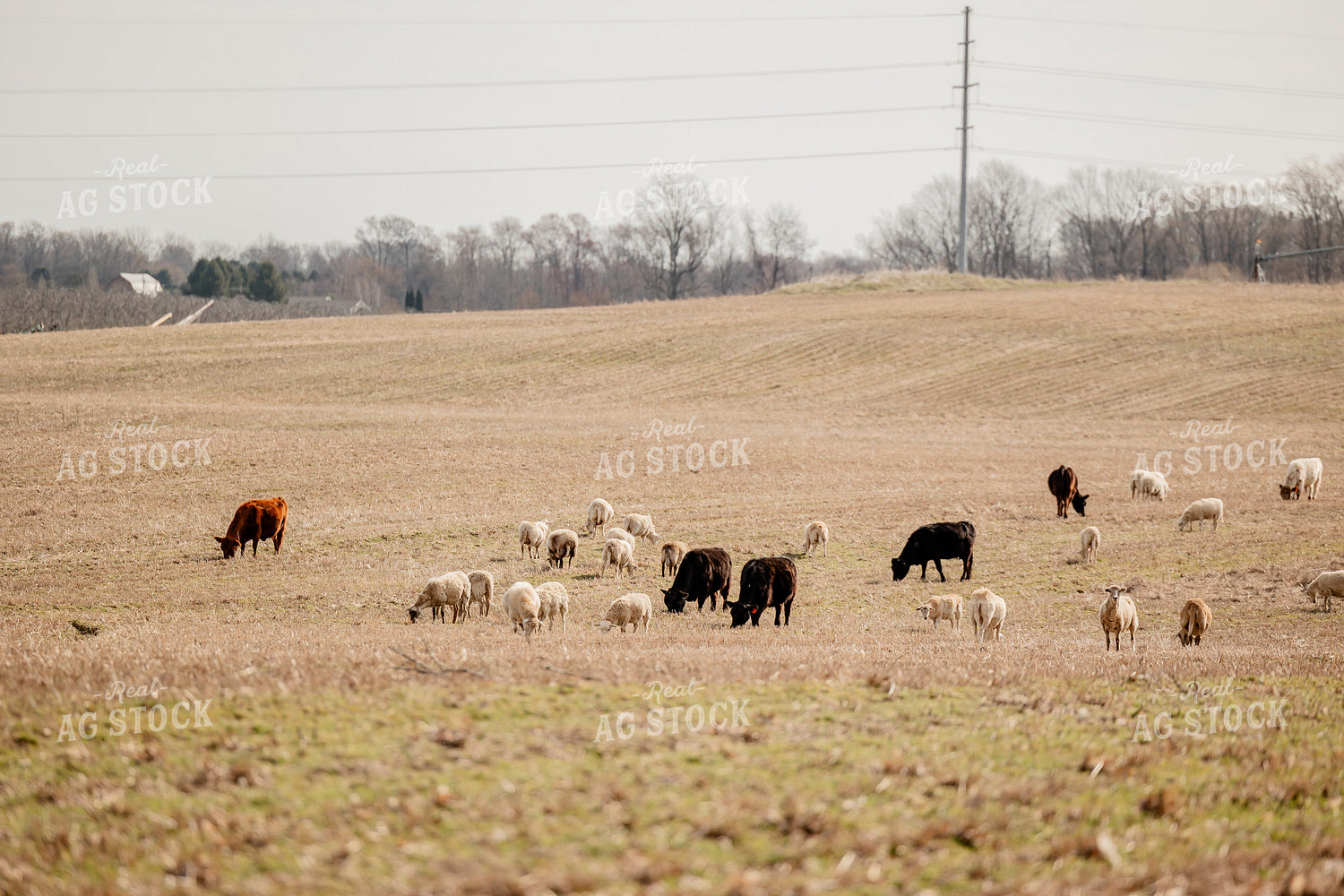 Sheep and Cattle Grazing 104031