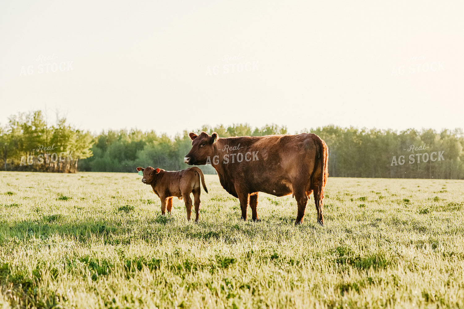 Cow and Calf in Pasture 64244