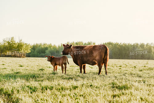 Cow and Calf in Pasture 64244