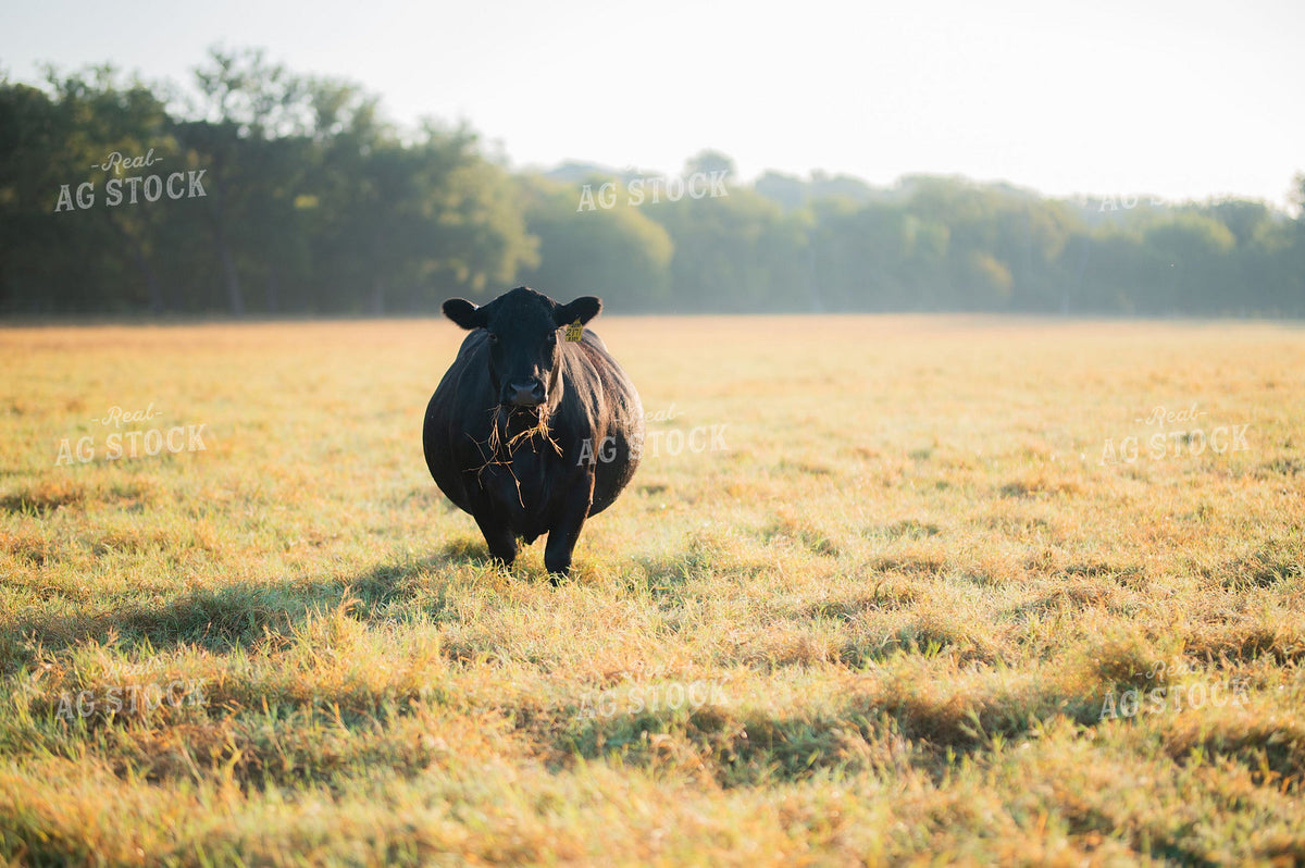Black Angus Cow Grazing in Misty Morning Pasture 402045