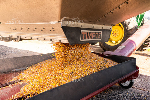 Corn Harvest 128044