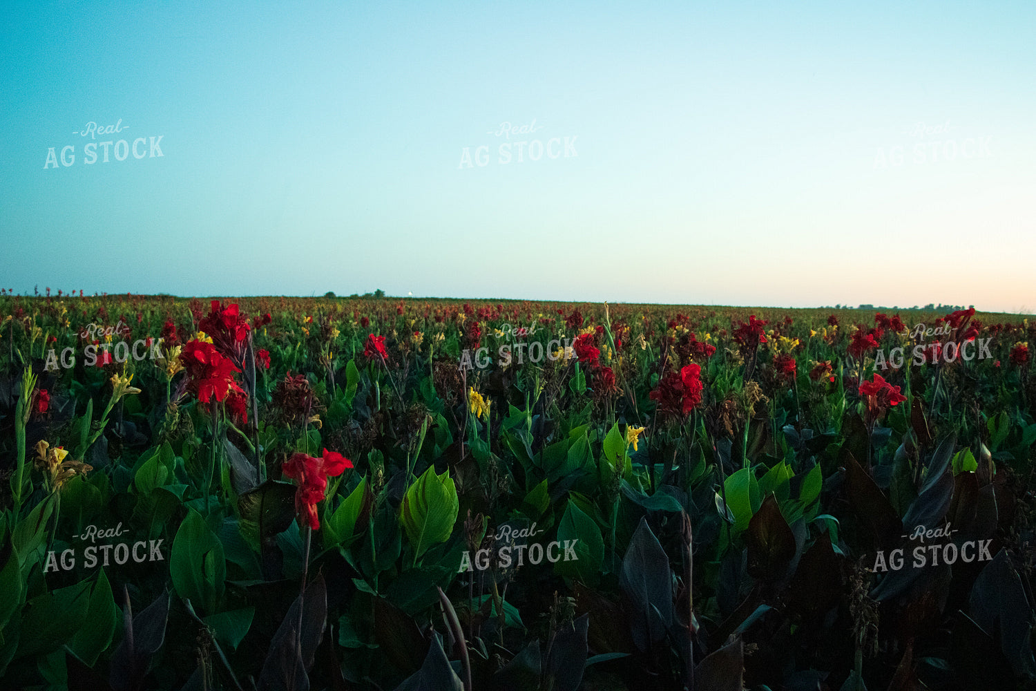 Canna Field 60062