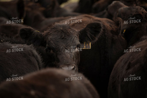 Cattle in Pen 285075