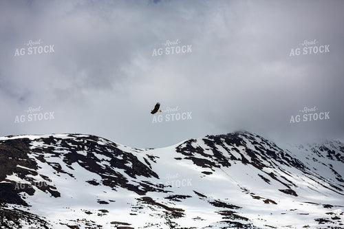 Bald Eagle 165007