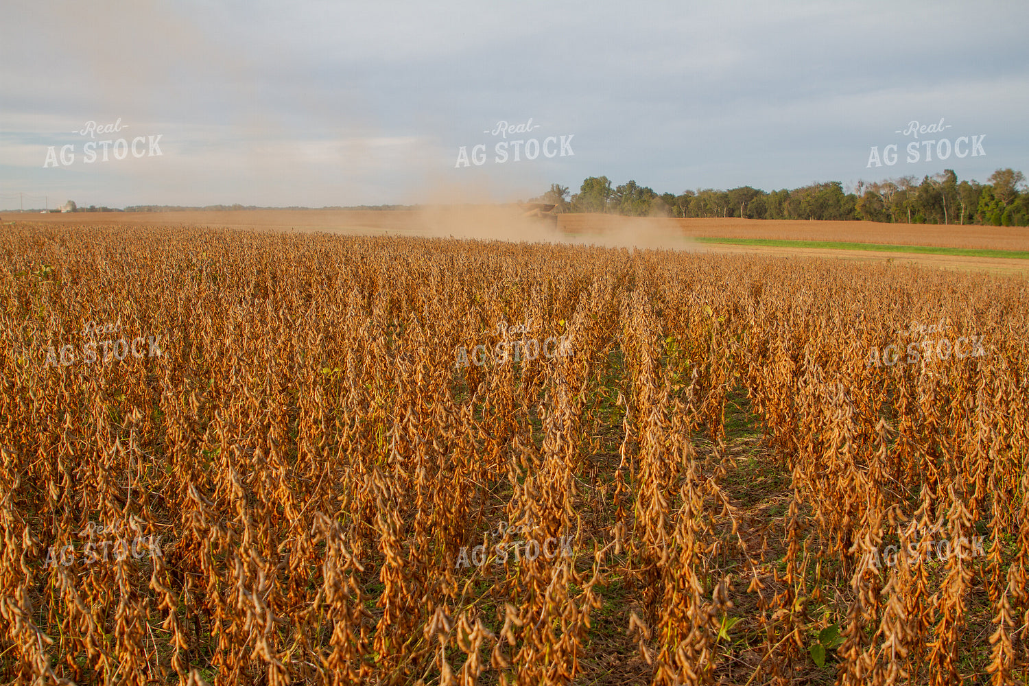 Combining Soybeans 79088