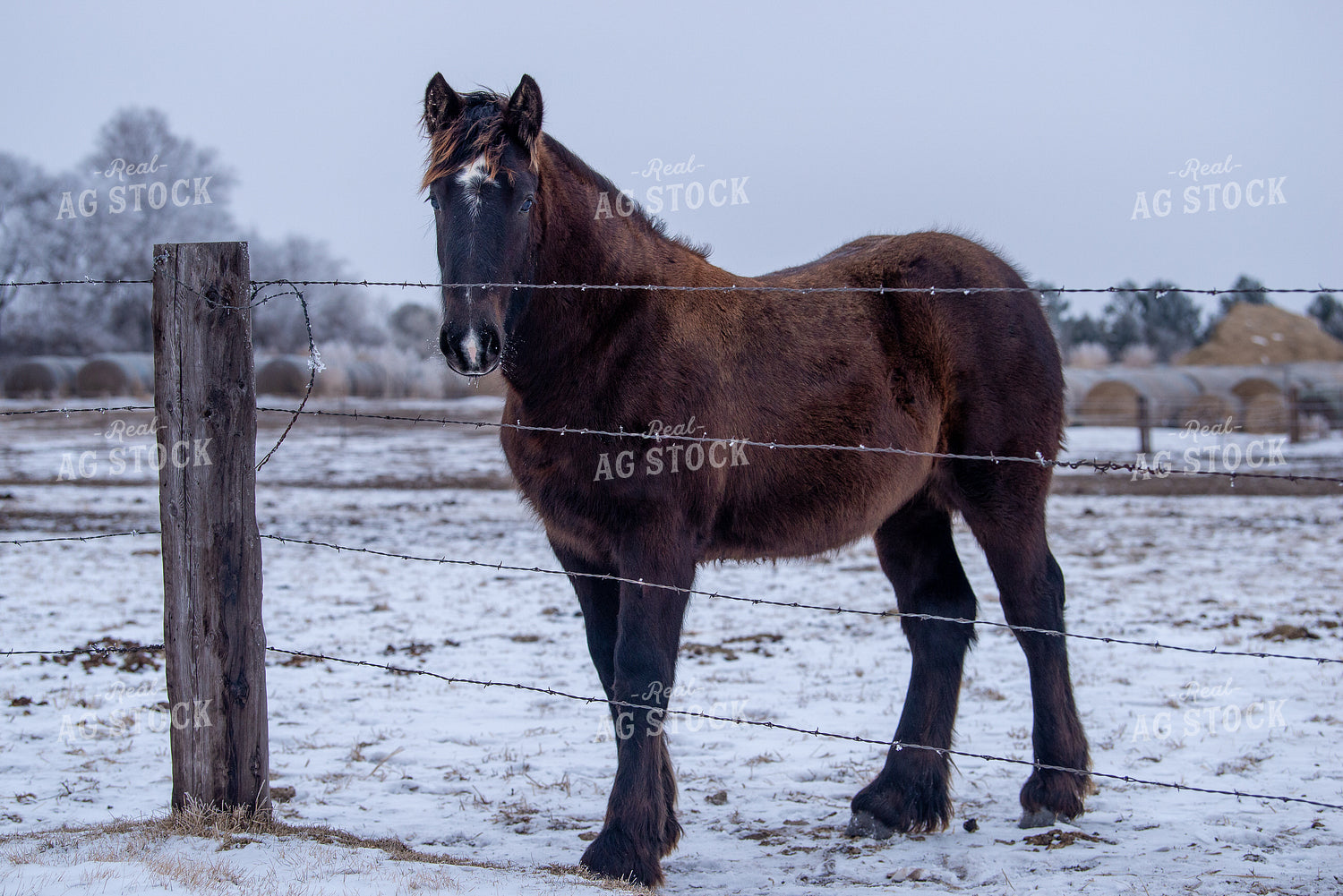 Horse 299130