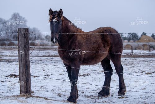 Horse 299130