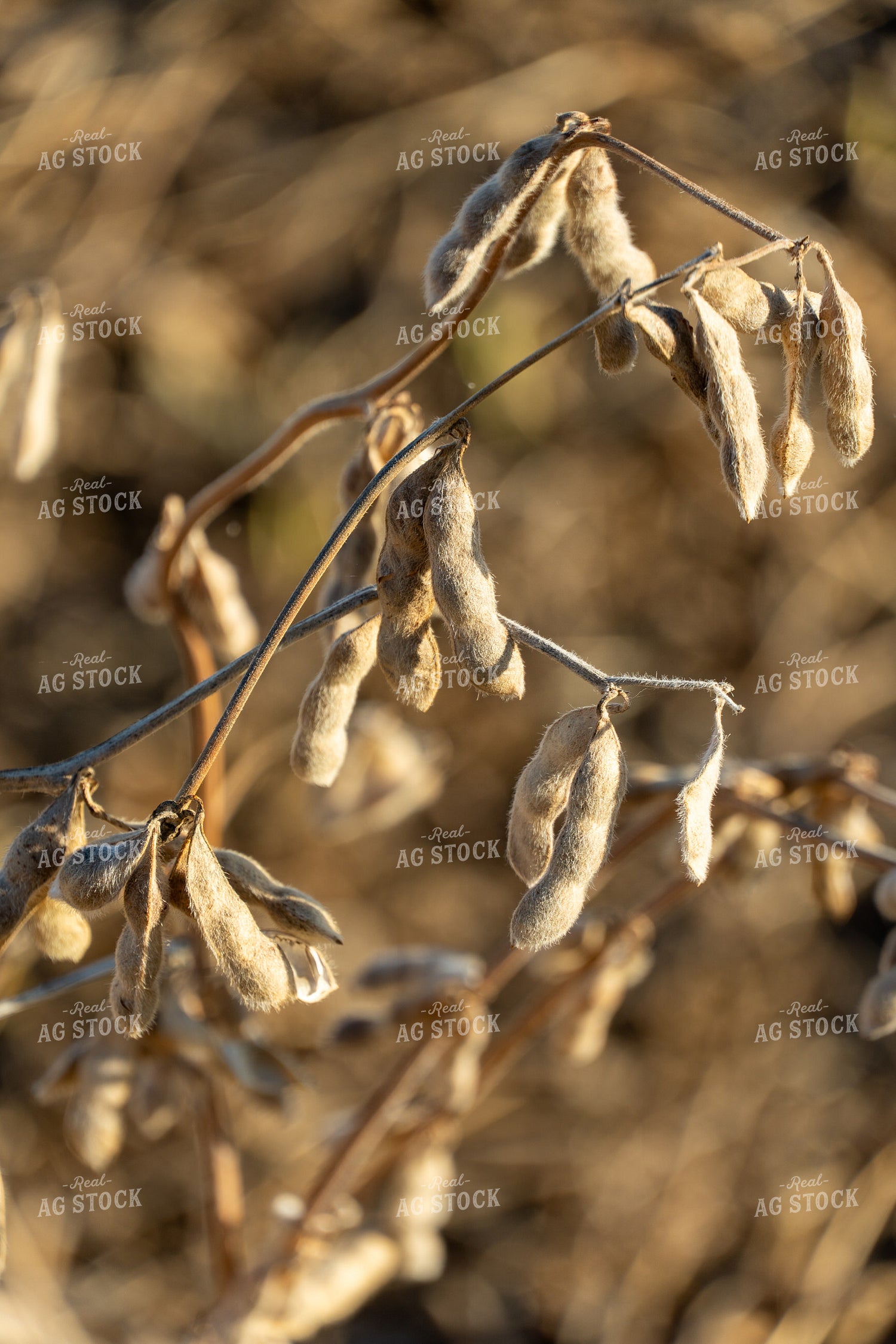 Dried Soybeans 65084