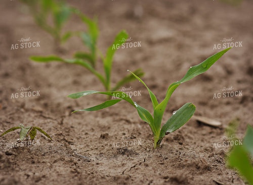 Young Corn Plants Emerging in Fertile Agricultural Soil 100029