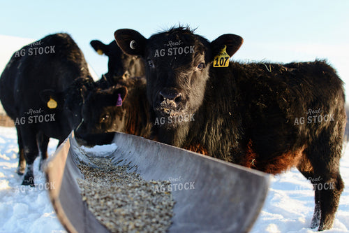 Cattle Eating Out of Trough 118028