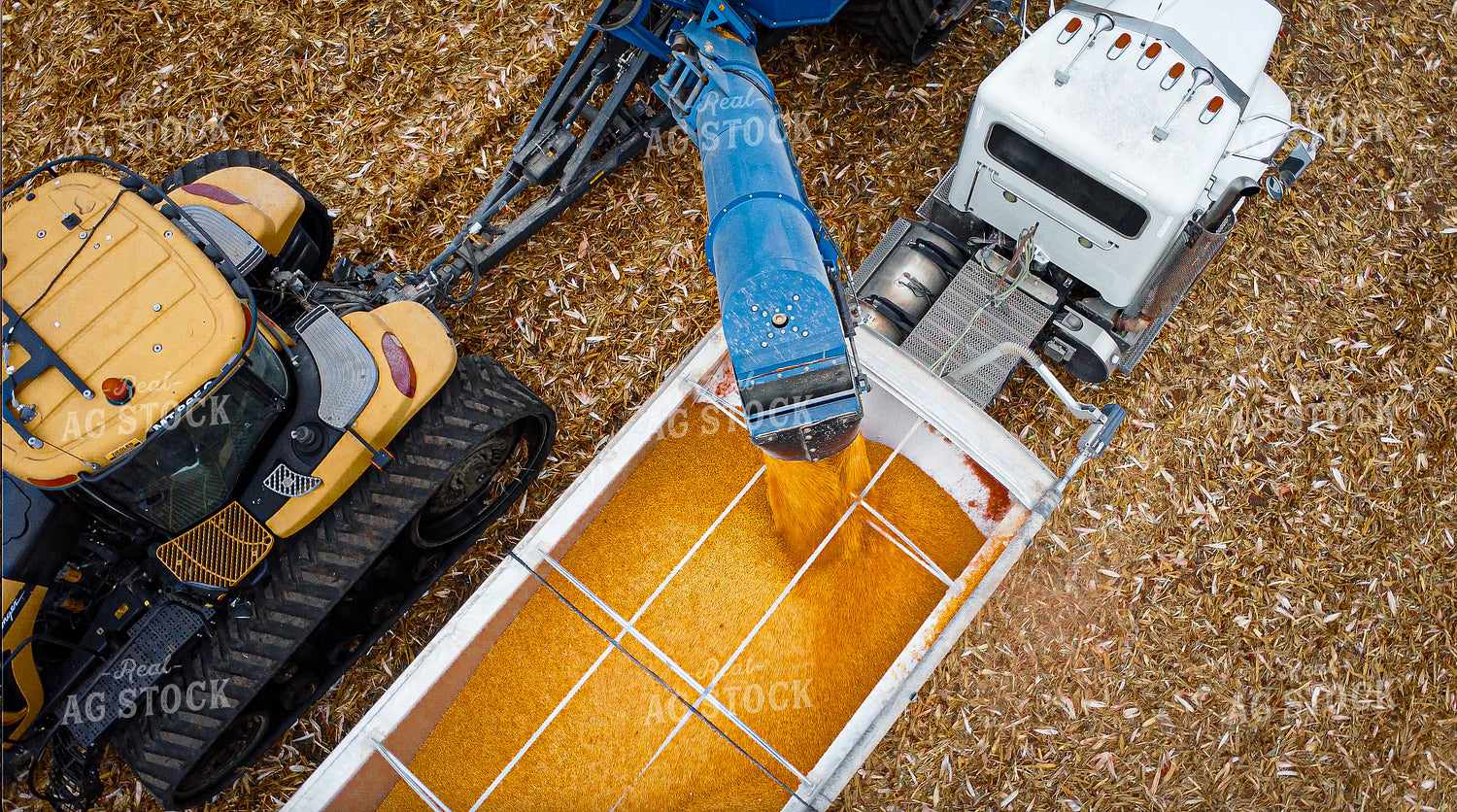 Corn Harvest 273020