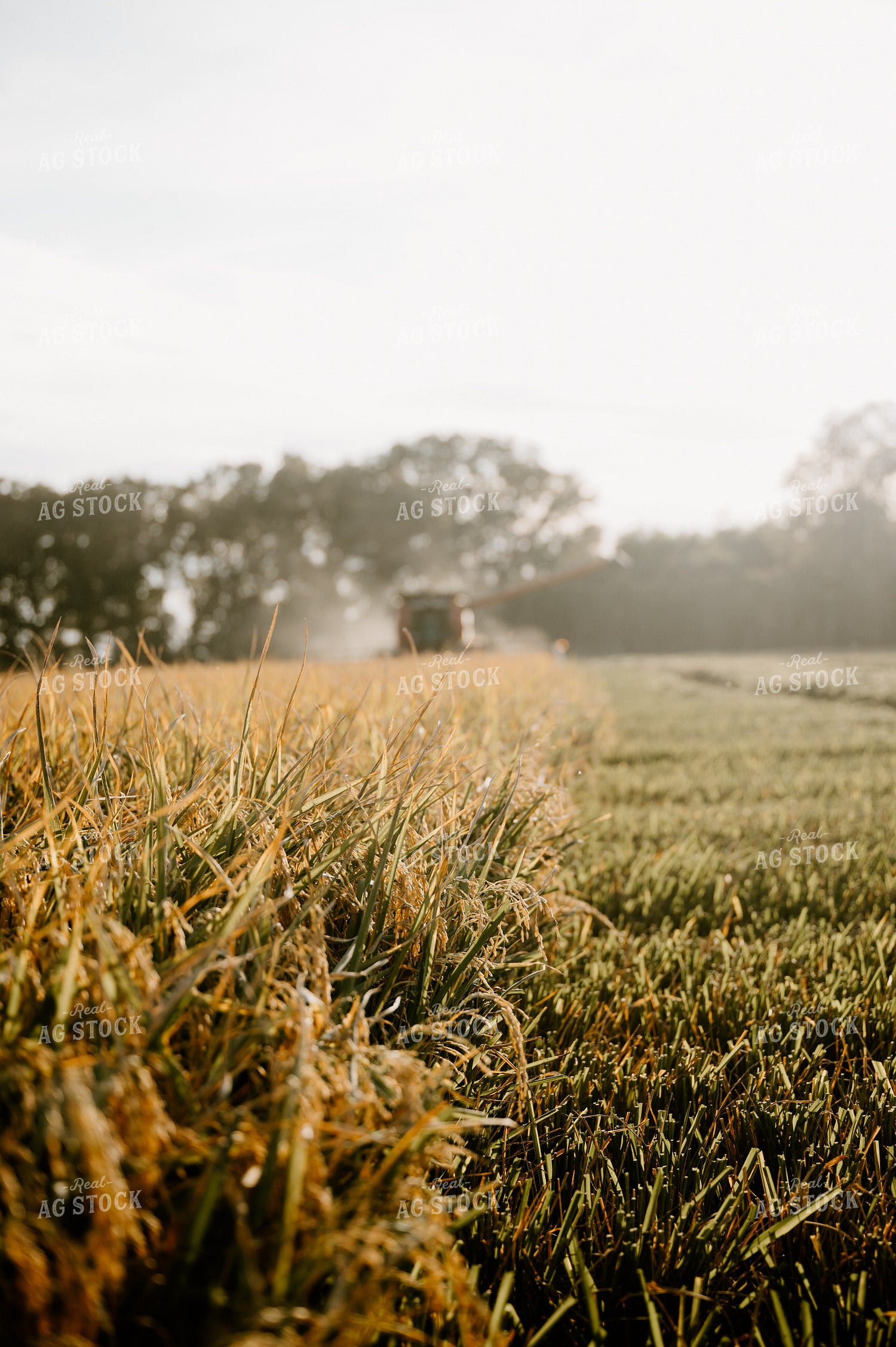 Rice Harvest 125186