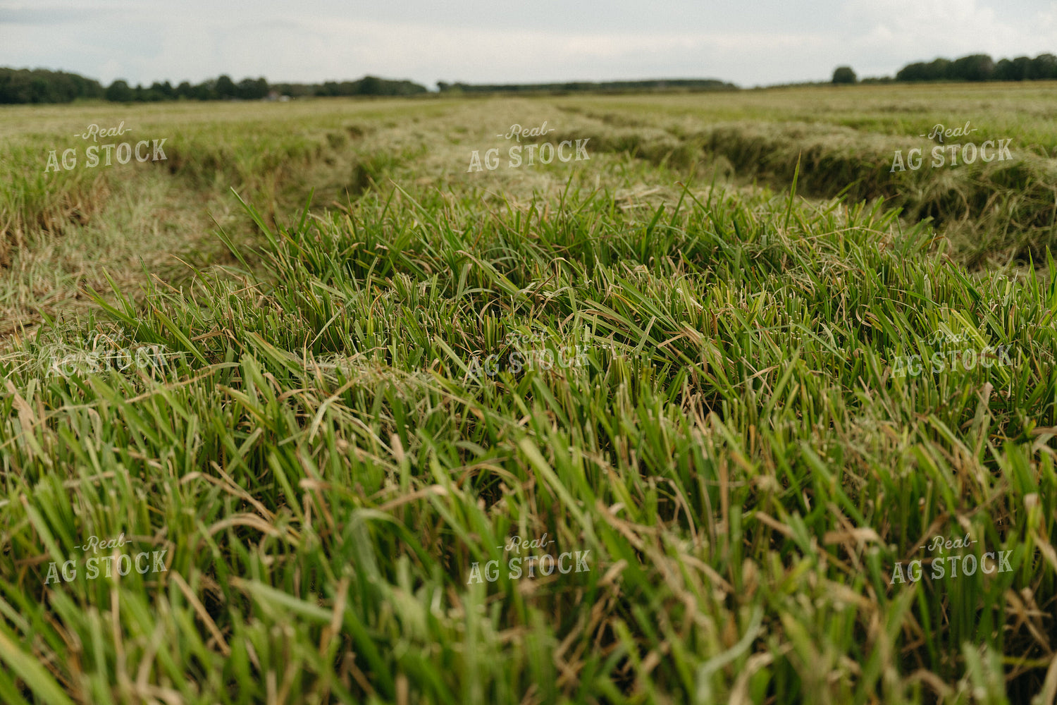 Harvested Rice Field 125288