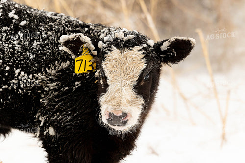 Black Baldy Calf 303028