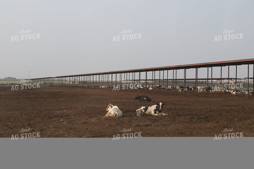 Dairy Cattle 102033