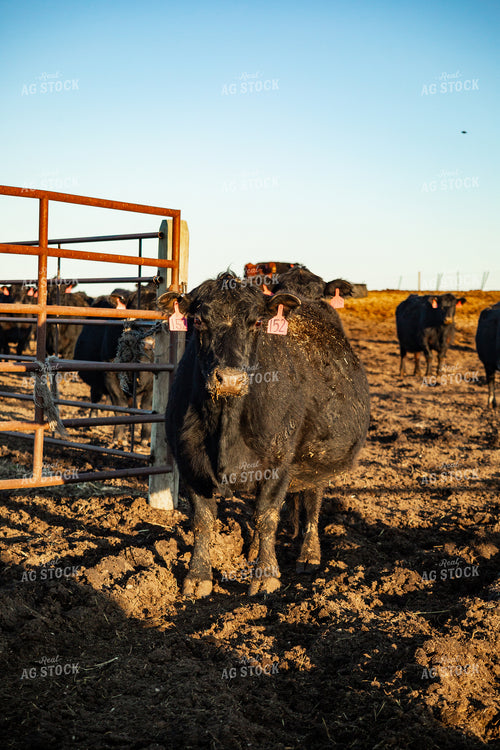 Calving Season 155539