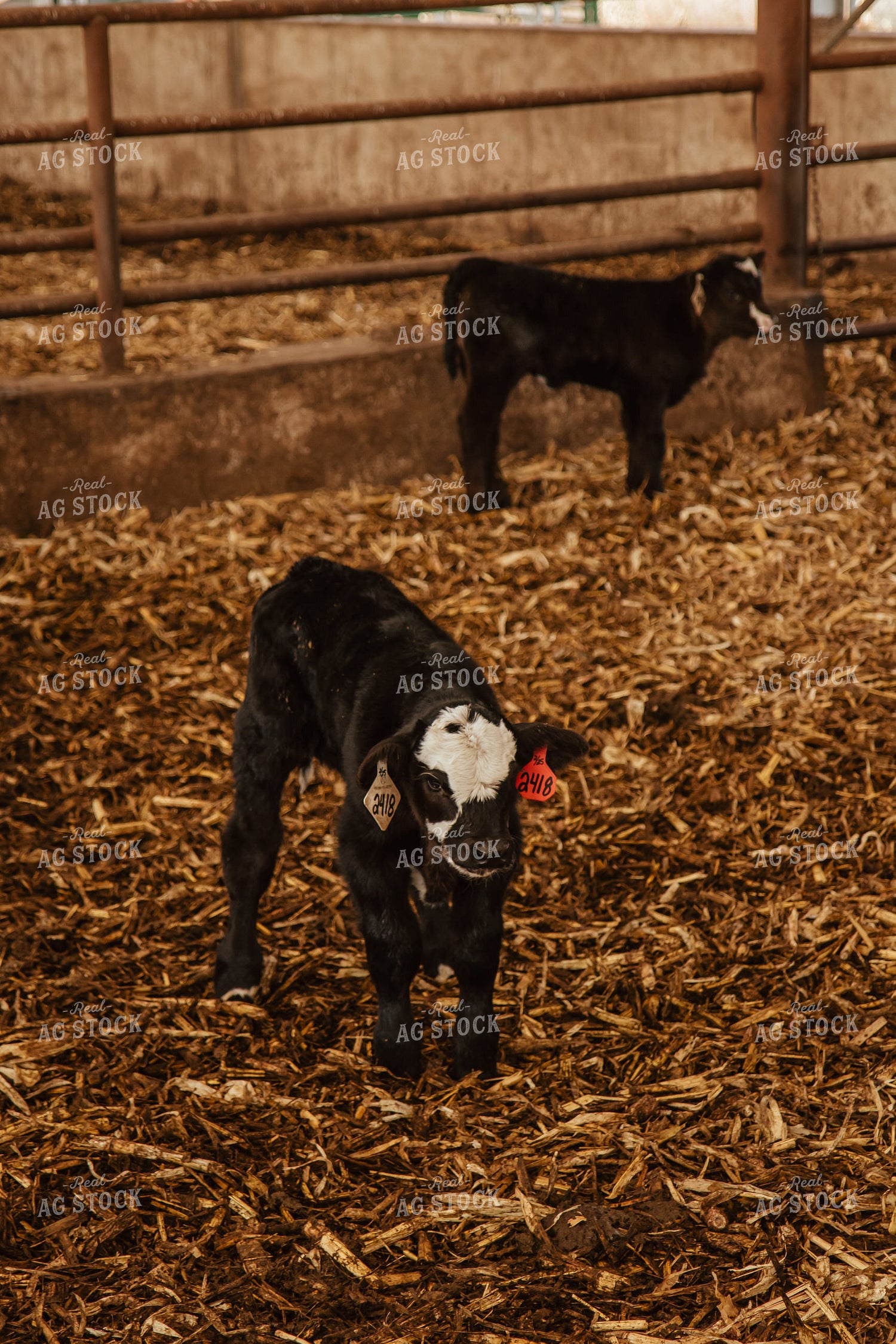 Calves 67632