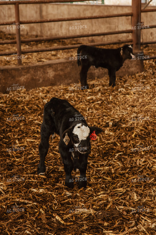 Calves 67632