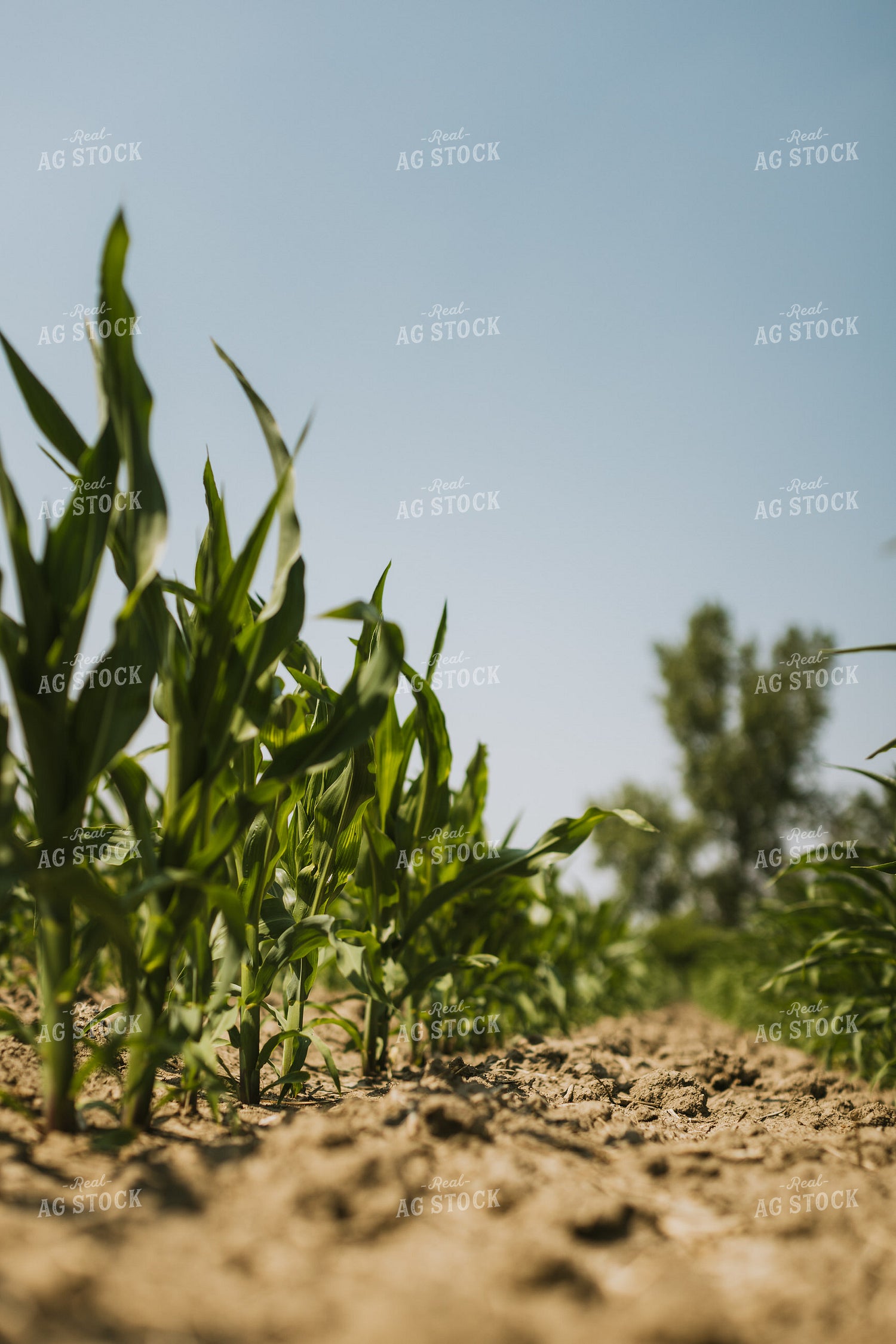 Corn Field 7849