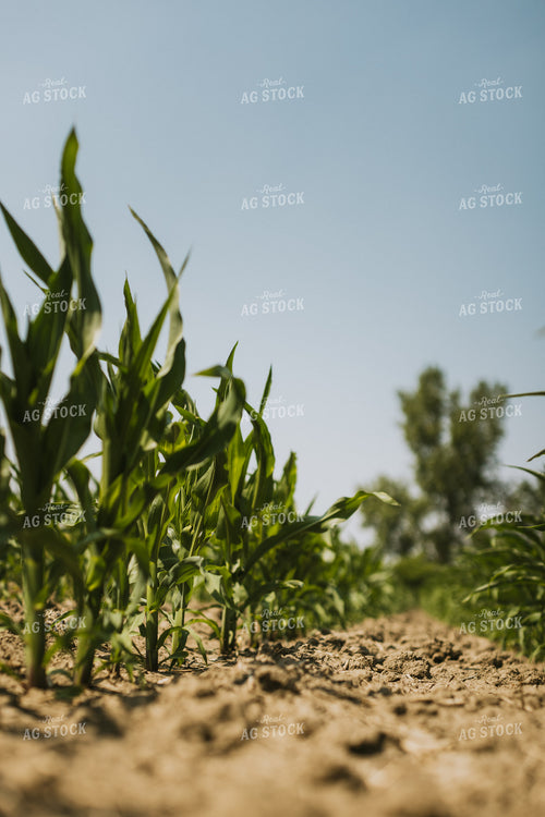 Corn Field 7849