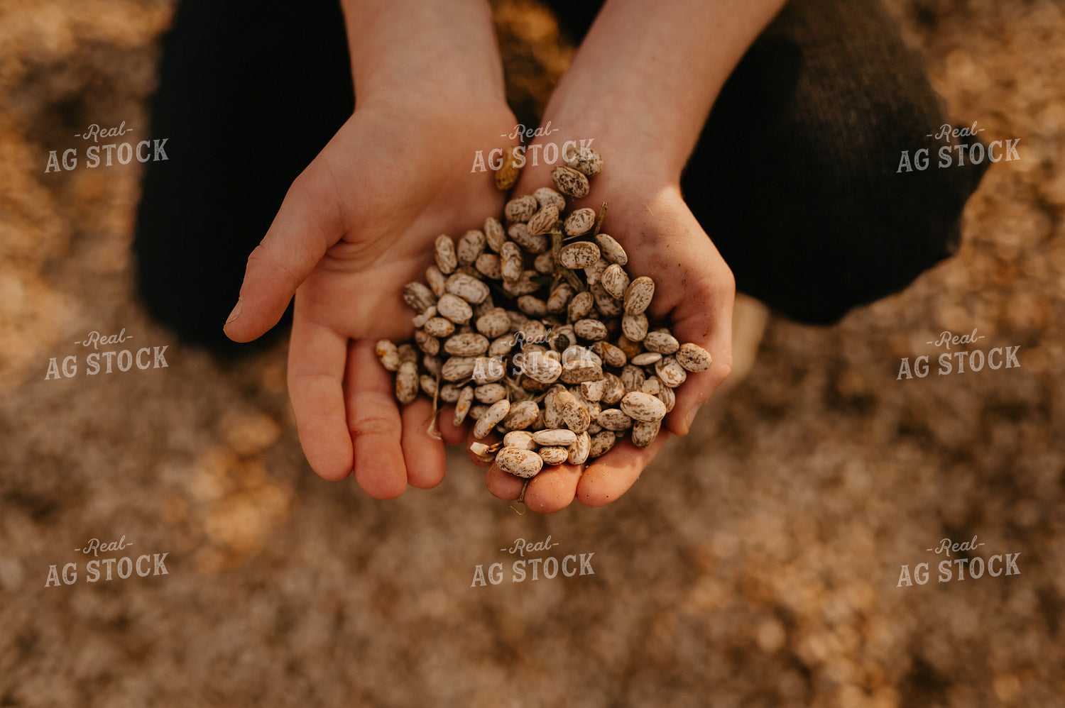 Farm Kid Holding Pinto Beans 185124