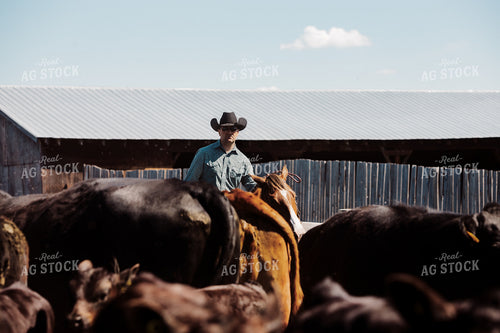 Rancher Working Cattle 238009