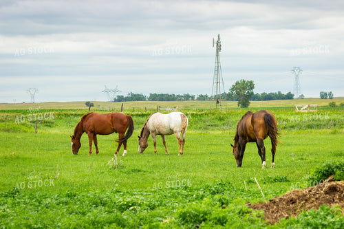 Horse 155244