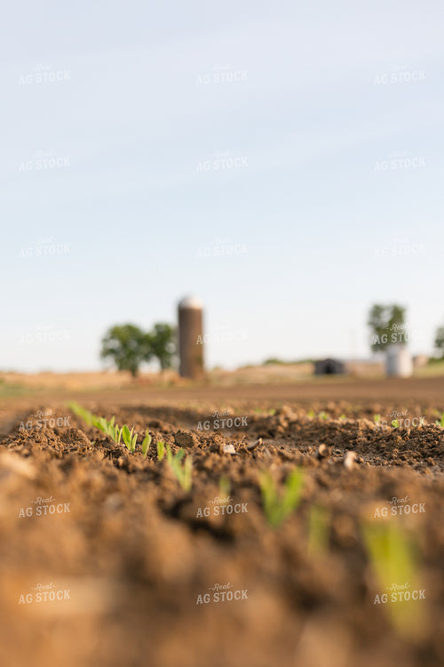 Early Growth Corn Field 295044
