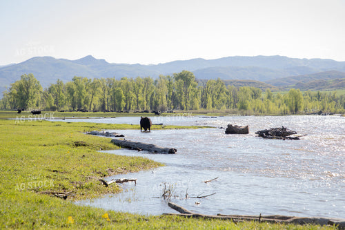 Cattle Along Creek in Pasture 117035