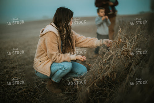 Farmer Touching Dried Soybeans 6776