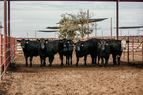 Cattle in Farmyard 98021