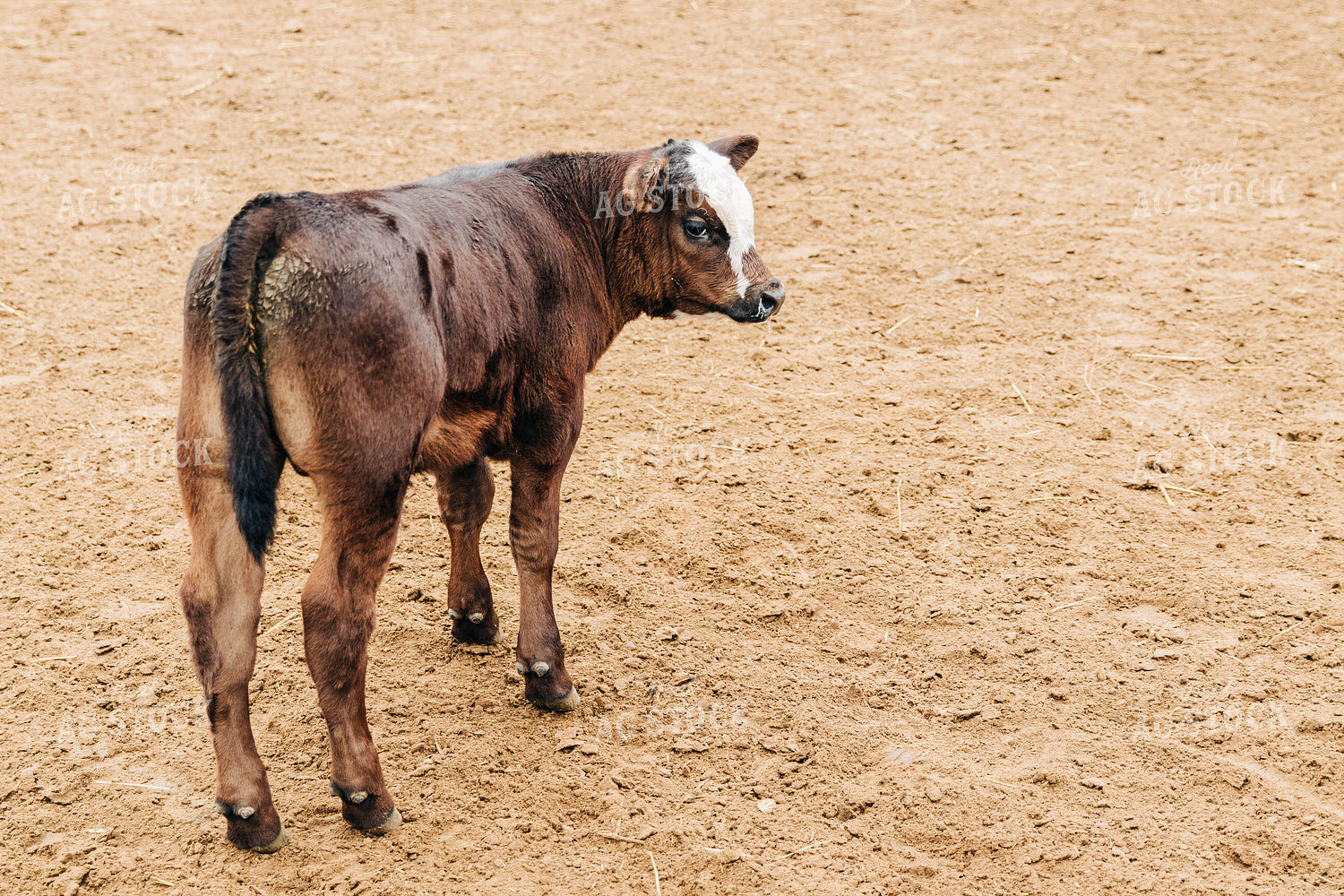 Calf in Pen 61016