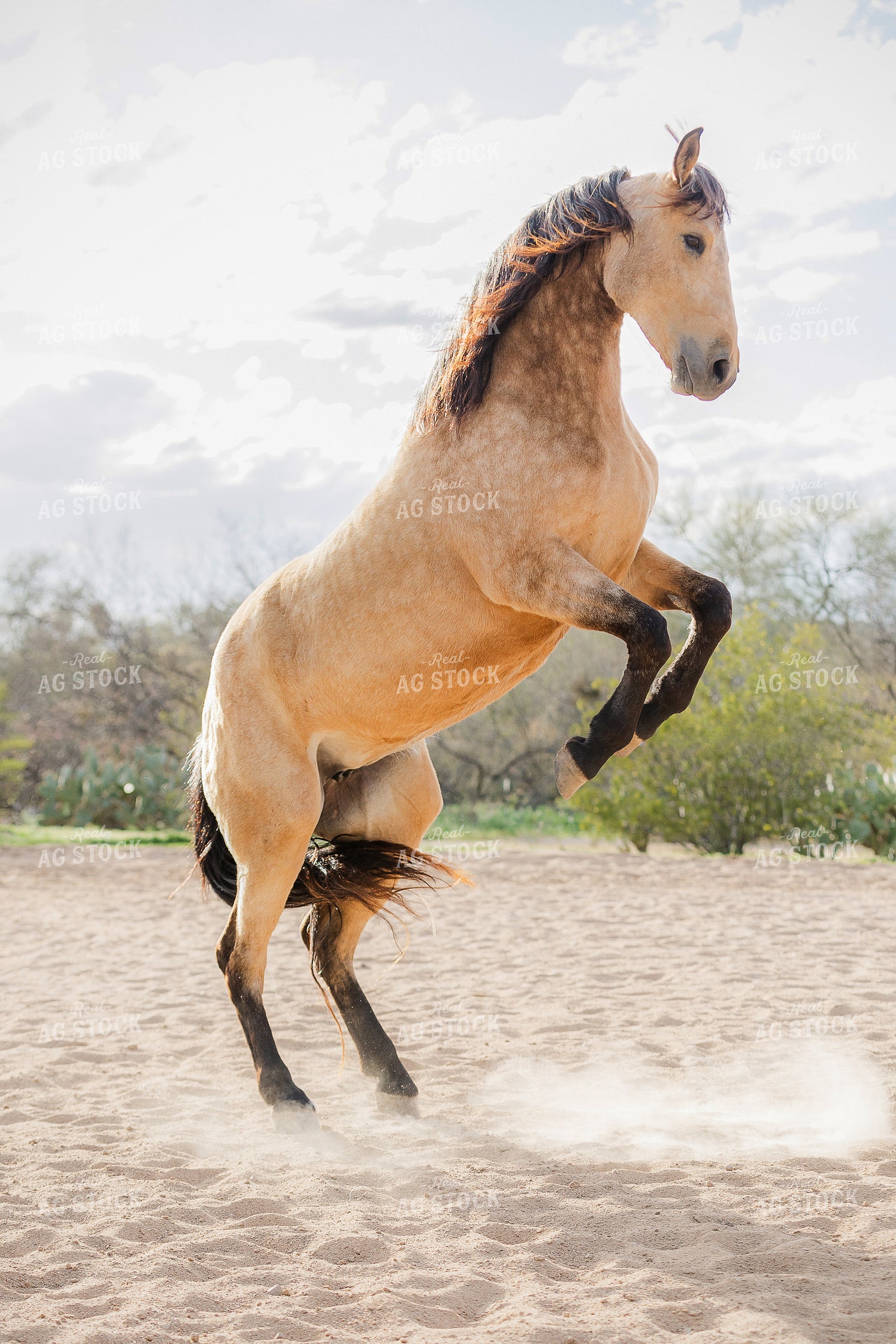 Horse 184055