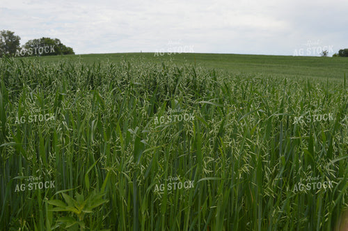 Oats 206043