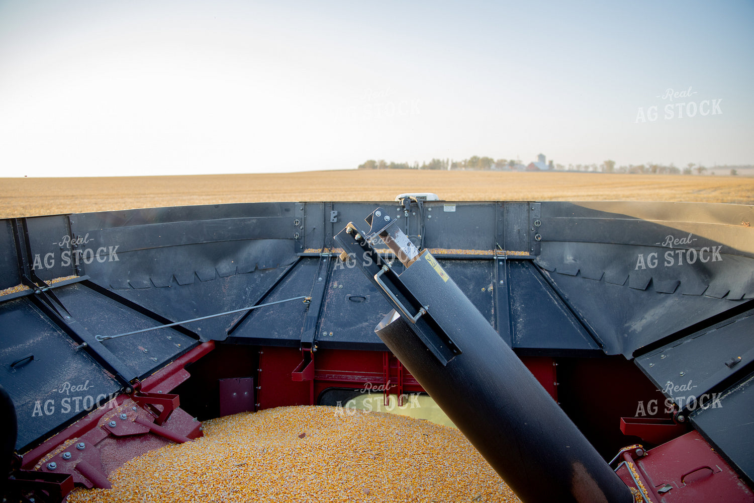 Corn in Combine Hopper 286042