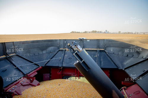 Corn in Combine Hopper 286042