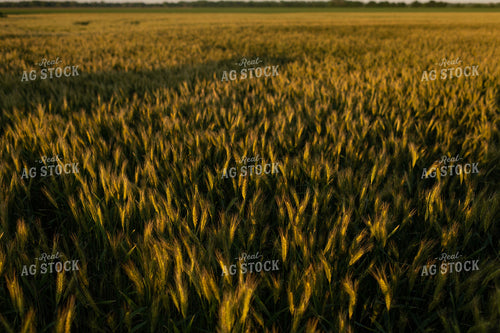 Wheat Field 59098
