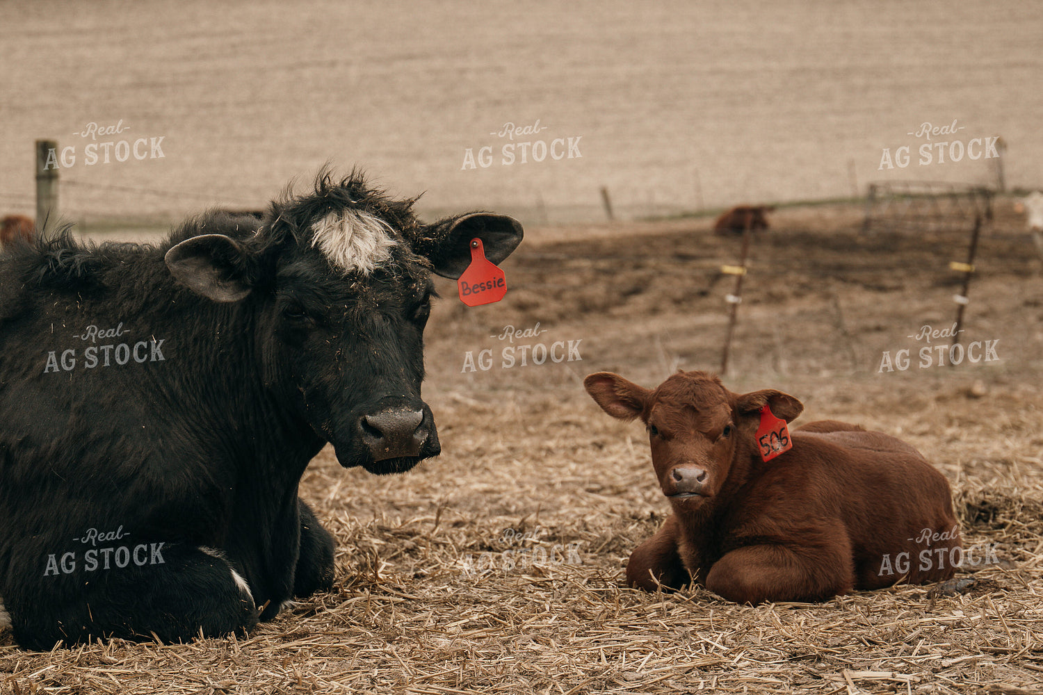 Cow Calf Pair 194044