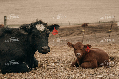 Cow Calf Pair 194044