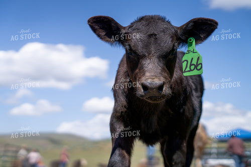 Close-Up of a Black Calf with Ear Tag on a Sunny Day 65351