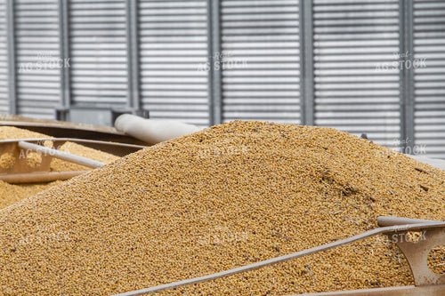 Soybeans in Semi 79190