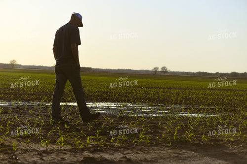 Farmer Scouting Wet Corn Field 191094