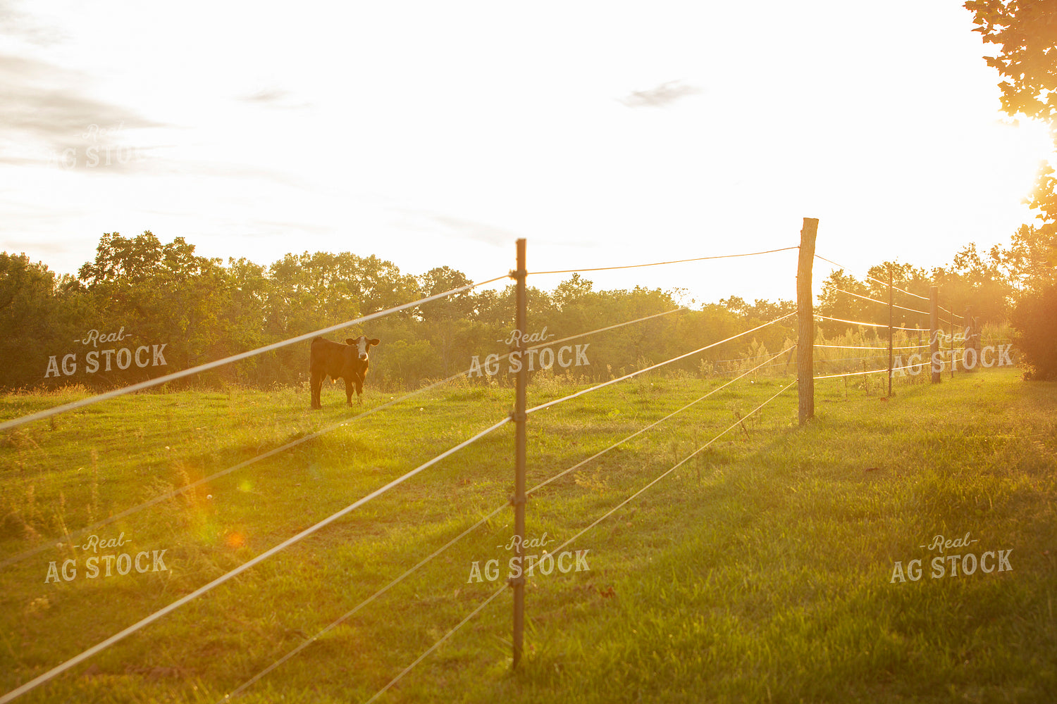 Cattle 2409